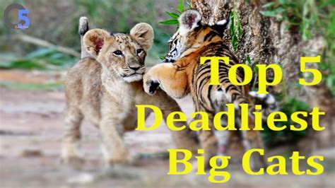 Top 5 Deadliest Big Cats Youtube