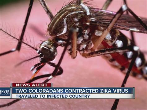 2 Cases Of Zika Virus Confirmed In Colorado