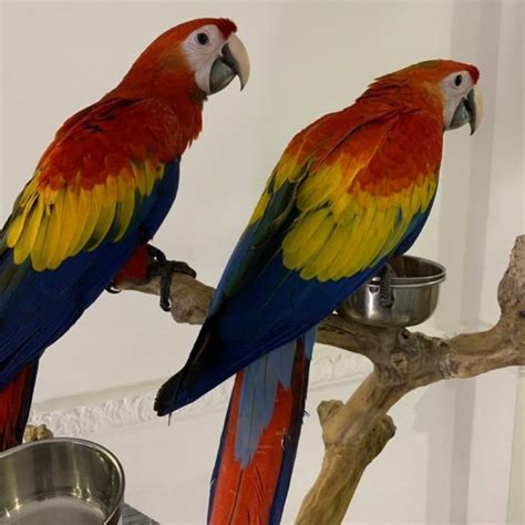 Buy Scarlet Macaws Certified Parrot Breeder