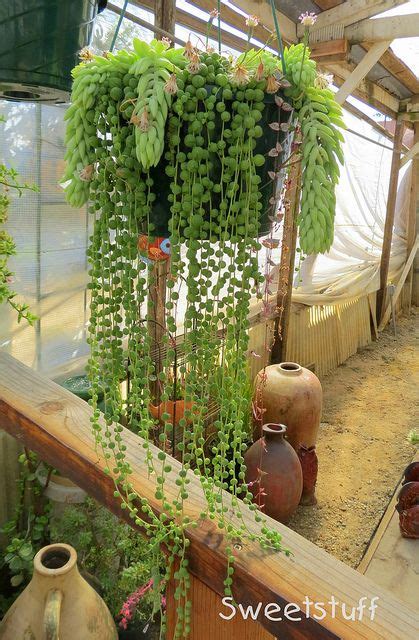 Senecio Rowleyanus String Of Pearls And Donkey Tail Sedum Flowers