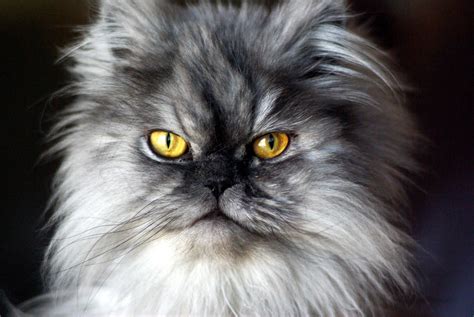 Persian Cat Pentax User Photo Gallery