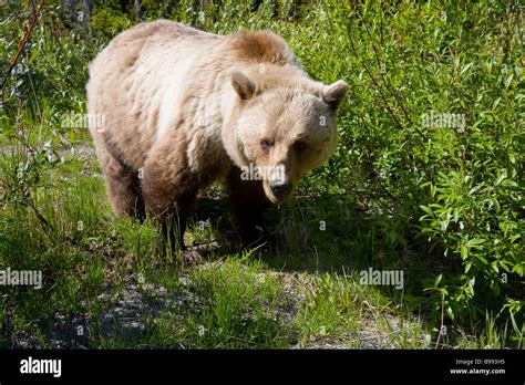 Grizzly Bear Banff National Park Alberta Canada Stock Photo Alamy