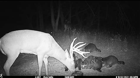 160 Class Whitetail On Trail Camera Youtube