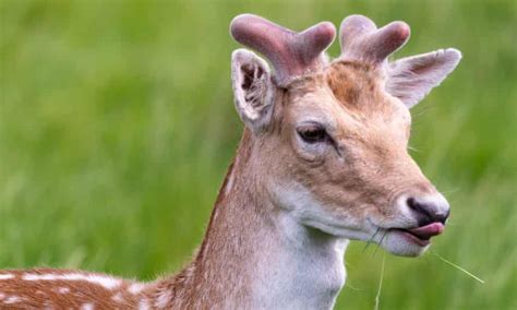 When Do Young Deer Realise They Are Growing Antlers Wildlife The