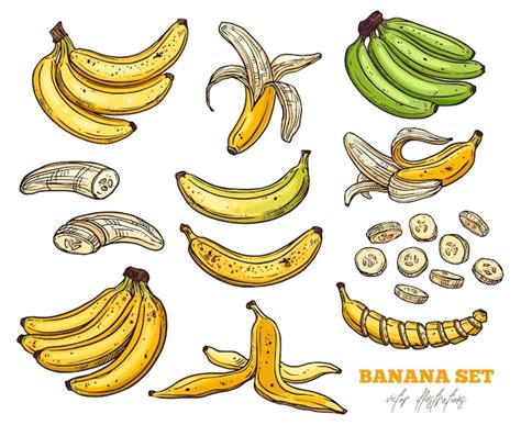 Premium Vector Sketch Bananas Various Set Bunches Of Fruit Half
