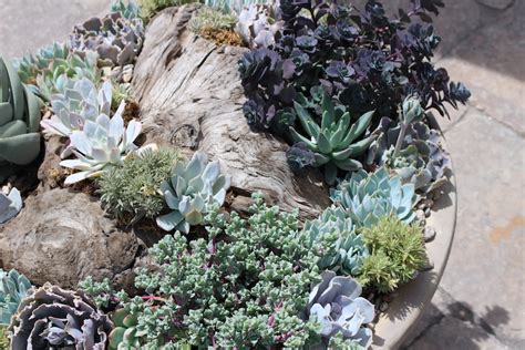 Do Succulents Need Drain Holes In Pot - do succulents need drainage holes in pots