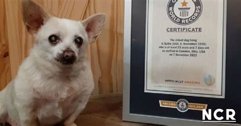 Este Es Spike El Perro Más Viejo Del Mundo Con 23 Años Ncr Noticias Noticias Costa Rica