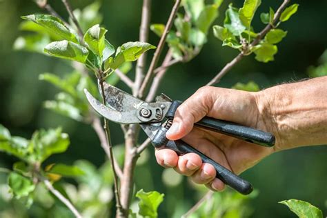What Is Shearing And How Is It Different From Pruning Vancouver