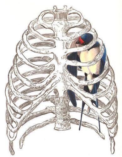 Various skeletal muscles are attached to the rib cage. (bird)(rib)cage | Anatomy art, Art, Drawings