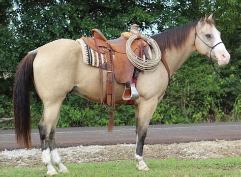 Buttermilk Buckskin Quarter Horse Stallion