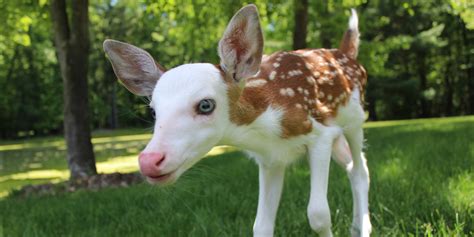 White Faced Fawn Rejected By Mother At Birth Is Given Happy Home At