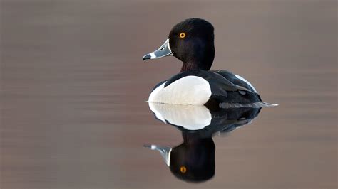 Its Time To Rename The Ring Necked Duck Audubon