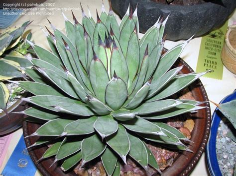 Places, and they grow all over the sides of the freeways in los angeles in the hills and chaparral i don't know where you're looking for cacti in california, but there are lots of them that are easy to find. PlantFiles Pictures: Agave, Century Plant, Maguey 'Green ...