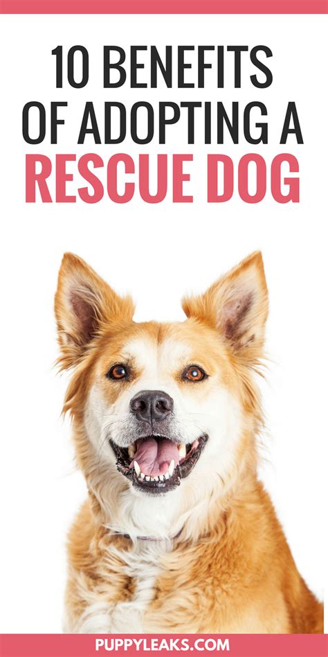 10 Benefits Of Adopting A Rescue Dog Puppy Leaks
