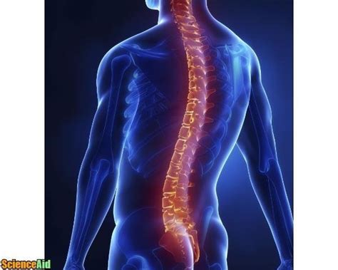 Three curvatures of the vertebral column: The Bones of the Human Spine - ScienceAid