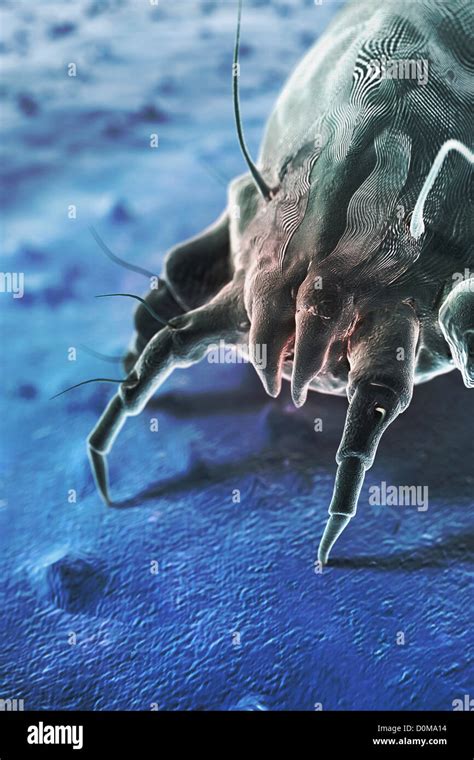 Microscopic Styled Visualization Of A Dust Mite Which Is Associated