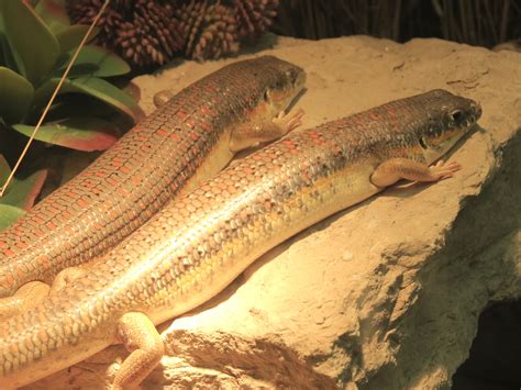 Amphibians And Reptiles Berber Skink Exhibit Zoochat