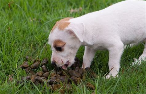 Why Puppy Eat Their Own Poop