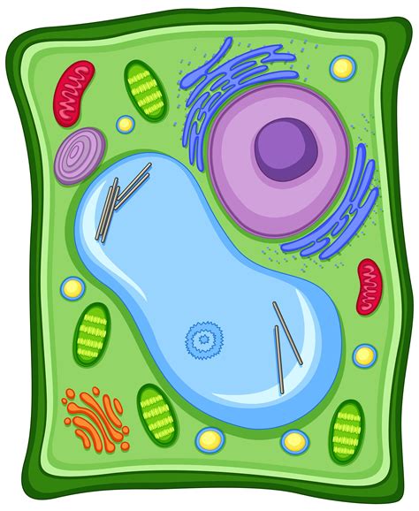Plant Cell With Cell Membrane Vector Art At Vecteezy