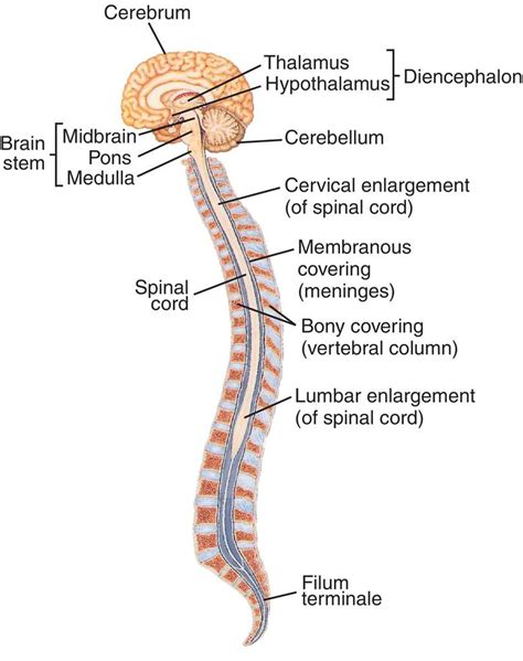 The central nervous system is made up of the brain and spinal cord. Spinal Cord Definition | Examples and Forms