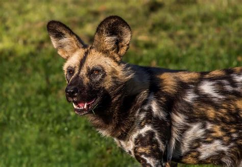 Painted Dogs At Yorkshire Wildlife Park