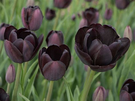 Phenomenon Gorgeous 25 Black Flower Garden Ideas For Inspiration