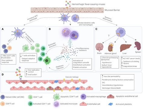 Exploring The Link Between Hemorrhagic Fever And Viral Infections - Ask