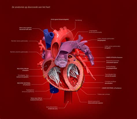 Internal Heart Anatomy On Behance