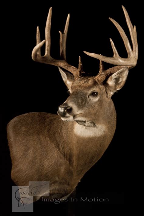 Whitetail Wall Pedestal Wild Images In Motion