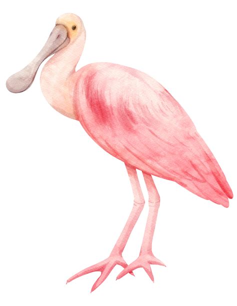 Watercolor Roseate Spoonbill Bird Illustration 9373159 Png