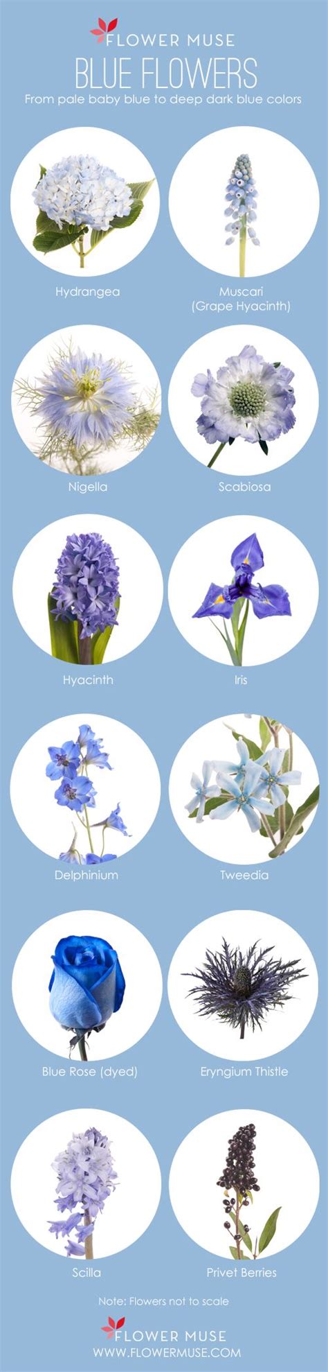 Blue Flower Names List Idalias Salon