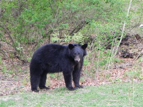 Interactive Map Plot Your Black Bear Sightings In Stillwater Township