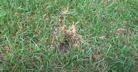 What Causes Small Round Holes In Lawn