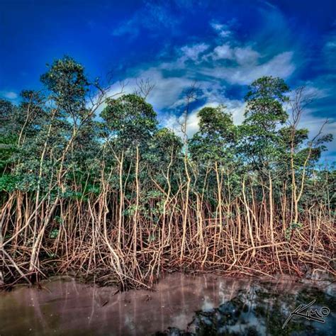 mangrove trees at anne kolb nature center hdr photography by captain kimo