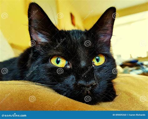 Black Cat With Large Amber Eyes Stock Photo Image Of Face Blackcat