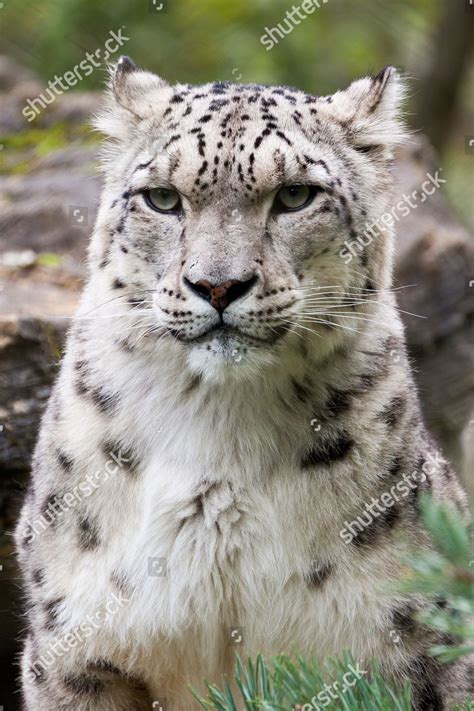 Snow Leopard Marwell Zoo England Editorial Stock Photo Stock Image