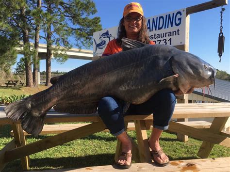 I'm learning about iki jime, a japanese method of quickly and humanely killing a fish while also preserving the meat and avoiding. Record blue catfish a sample of big cats from Santee ...