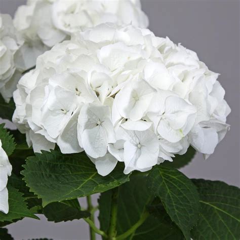Check spelling or type a new query. Everlasting® Bride White Hydrangea Shrubs for Sale ...