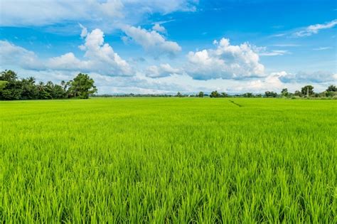 Arroz Con Cáscara Y Campo De Arroz Con Cielo Azul Foto Premium