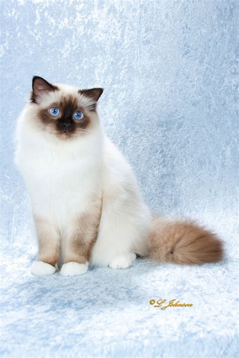 65 Best The Seal Point Birman Cats I Love Images On Pinterest