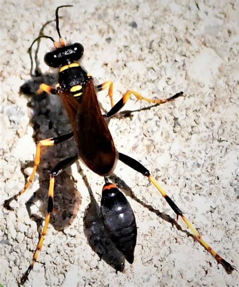 Black Wasps With Yellow Stripes