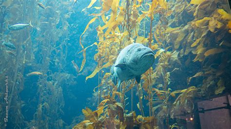 Kelp Forest The Monterey Bay Aquarium Kelp Forest Complete Flickr
