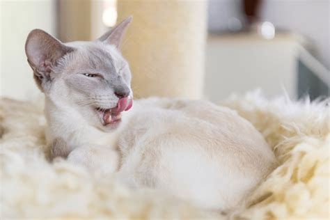 They come in a rainbow variety, with cinnamon, caramel, apricot, cream, and red in addition to the four major point colors of seal, blue, choc, and lilac. A Guide on Siamese Cat Colors and Characteristics ...
