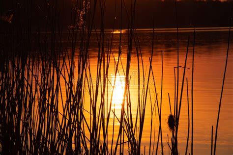 Dry Reeds At Sunset In The Evening Against The Background Of Water In