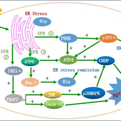 Er Stress Mediated Pathways Of Fluoride Induced Cell Apoptosis Note