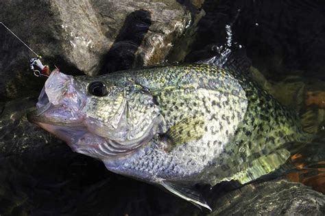 The 10 Best Crappie Lures Of 2024