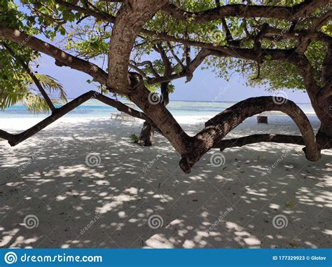 Maldives Trees Shadow Stock Image Image Of Sand Trees 177329923