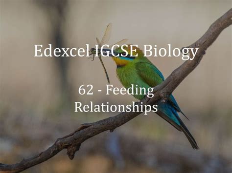 Edexcel Igcse Biology Lecture 62 Feeding Relationships Teaching