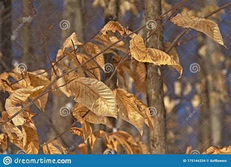 Dried Beech Leaves In The Winter Forest Stock Photo Image Of Cream