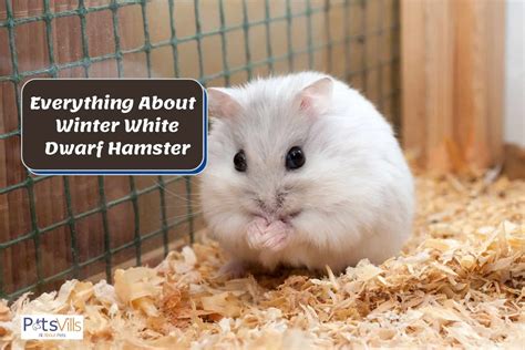 Winter White Dwarf Hamster Characteristics Diet And More